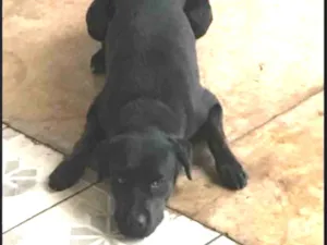 Cachorro raça Labrador  idade 1 ano nome Baco