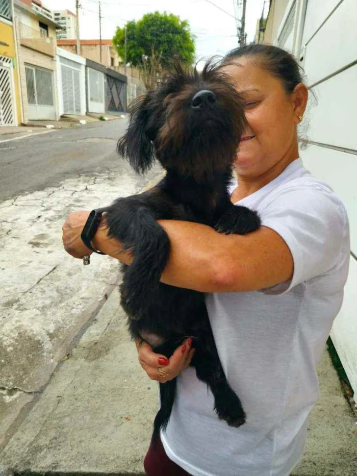 Cachorro raça Srd idade 2 a 6 meses nome Kiko