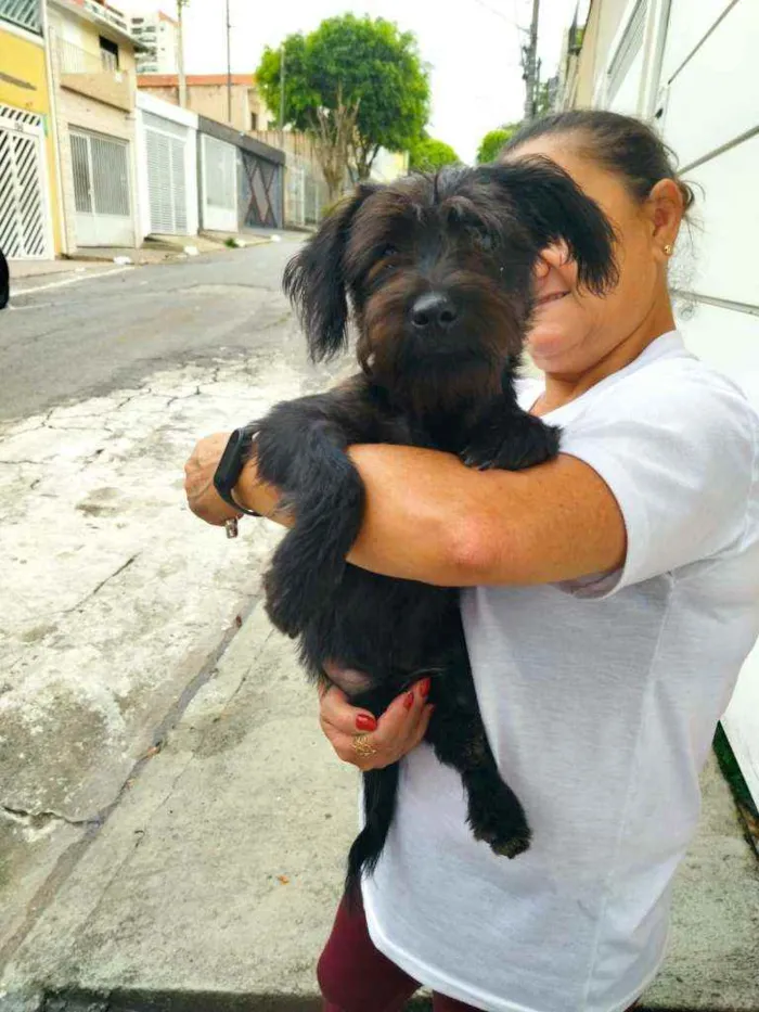 Cachorro raça Srd idade 2 a 6 meses nome Kiko