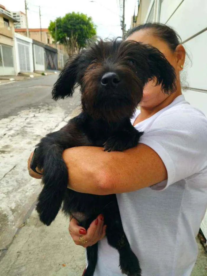 Cachorro raça Srd idade 2 a 6 meses nome Kiko