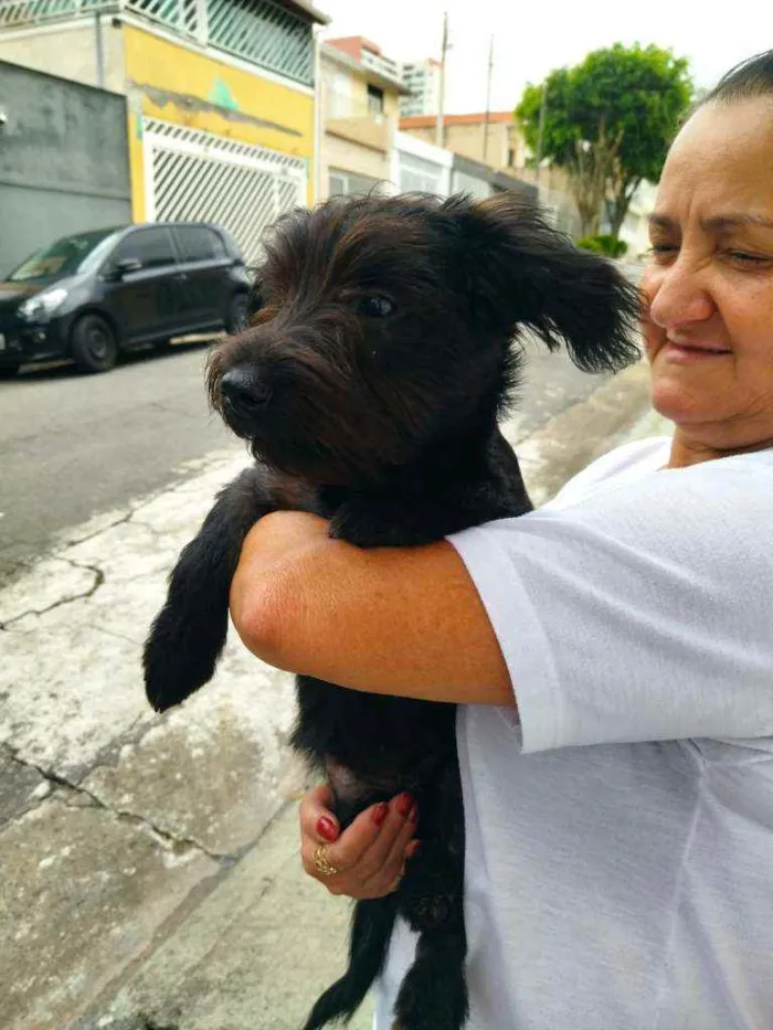 Cachorro raça Srd idade 2 a 6 meses nome Kiko
