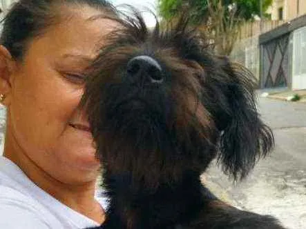 Cachorro raça Srd idade 2 a 6 meses nome Kiko