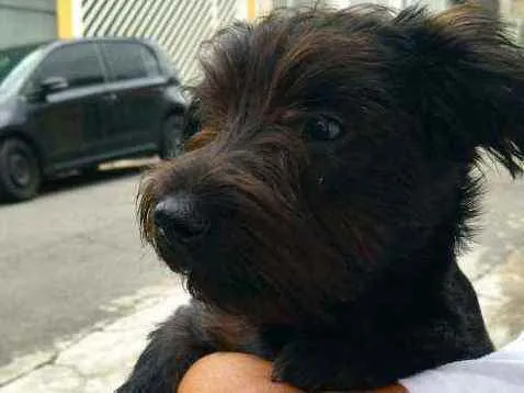 Cachorro raça Srd idade 2 a 6 meses nome Kiko
