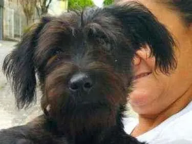 Cachorro raça Srd idade 2 a 6 meses nome Kiko