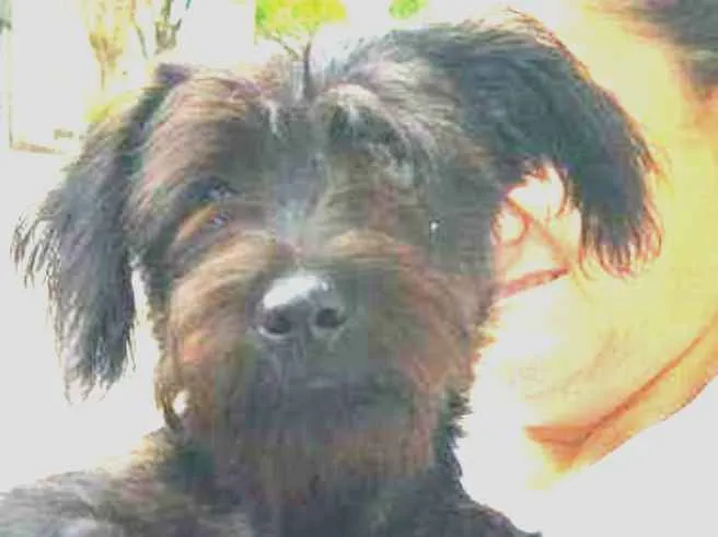 Cachorro raça Srd idade 2 a 6 meses nome Kiko