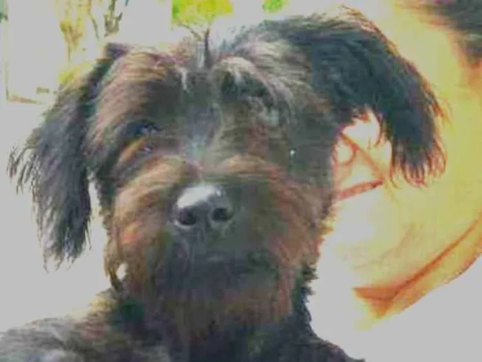 Cachorro raça Srd idade 2 a 6 meses nome Kiko