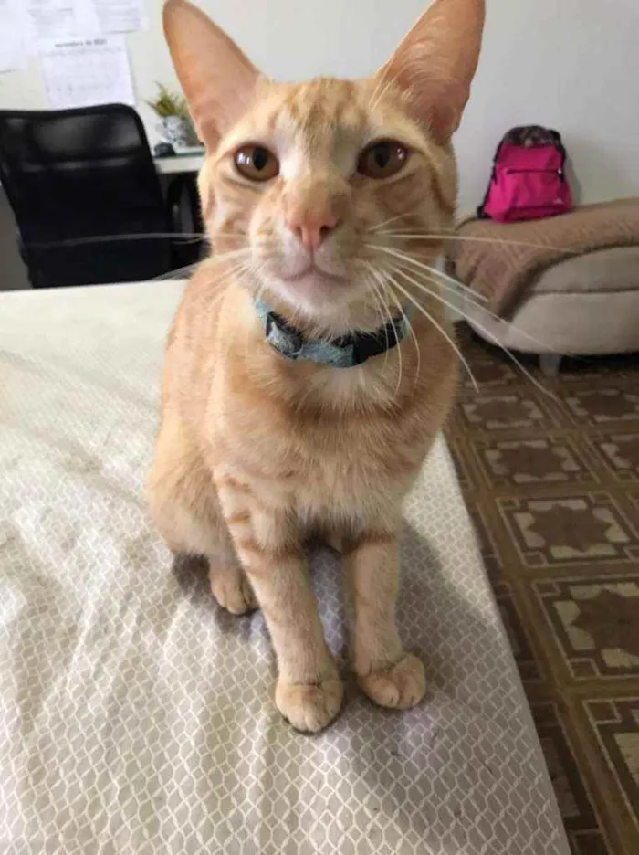 Gato ra a SRD idade 1 ano nome Anjo