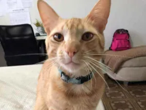 Gato raça SRD idade 1 ano nome Anjo