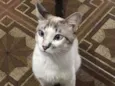 Oliver