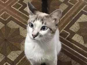 Gato raça SRD idade 1 ano nome Oliver