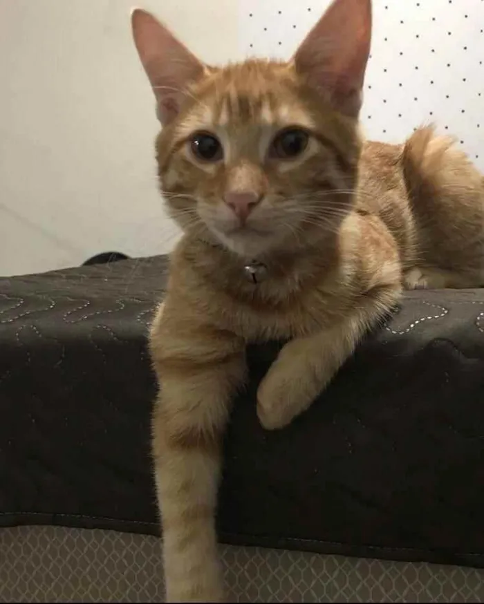 Gato ra a SRD idade 1 ano nome Leão