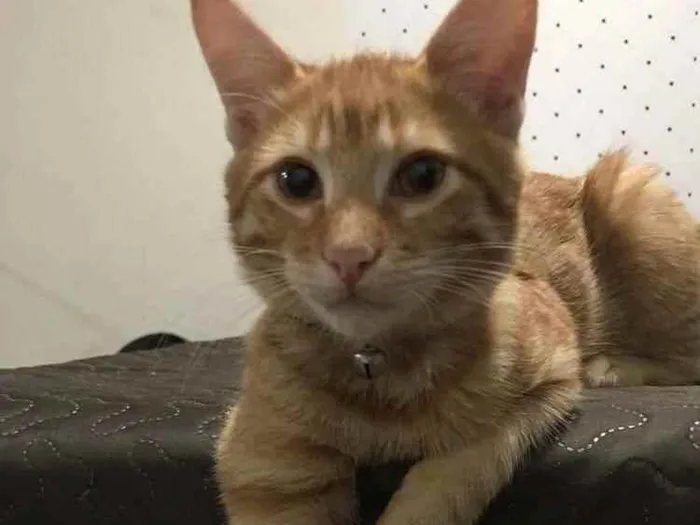 Gato ra a SRD idade 1 ano nome Leão