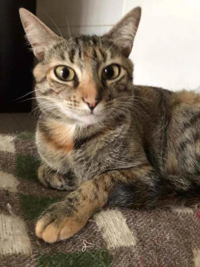 Gato ra a SRD idade 2 anos nome Julieta