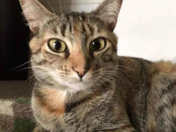 Gato ra a SRD idade 2 anos nome Julieta