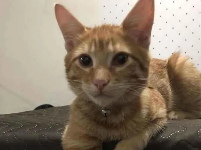 Gato ra a SRD idade 1 ano nome Leão