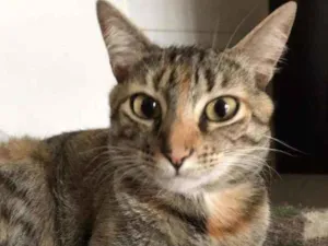 Gato raça SRD idade 2 anos nome Julieta