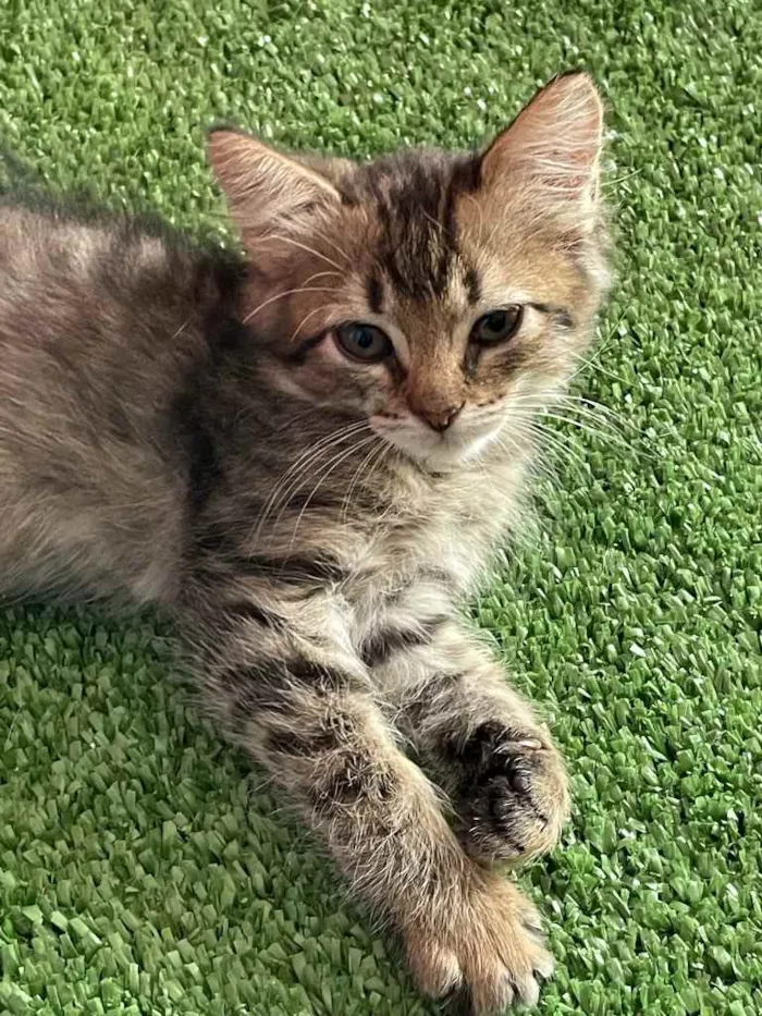 Gato ra a Sem raca definida idade Abaixo de 2 meses nome Maui