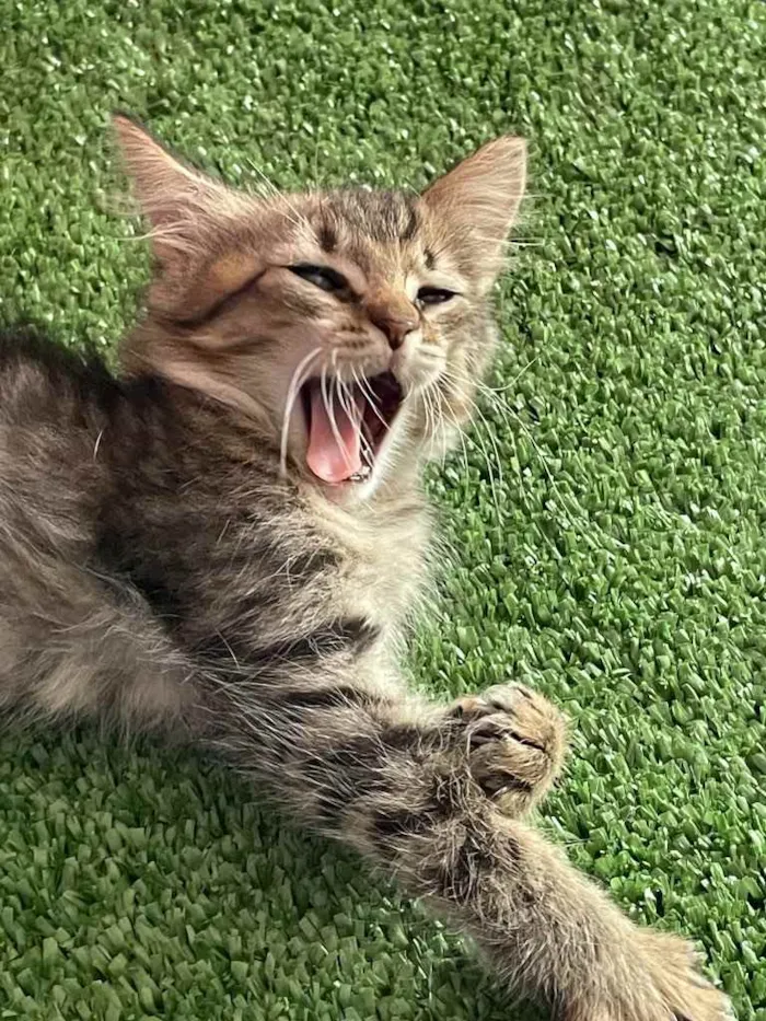 Gato ra a Sem raca definida idade Abaixo de 2 meses nome Maui