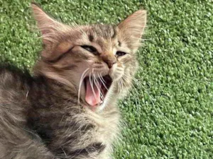 Gato raça Sem raca definida idade Abaixo de 2 meses nome Maui