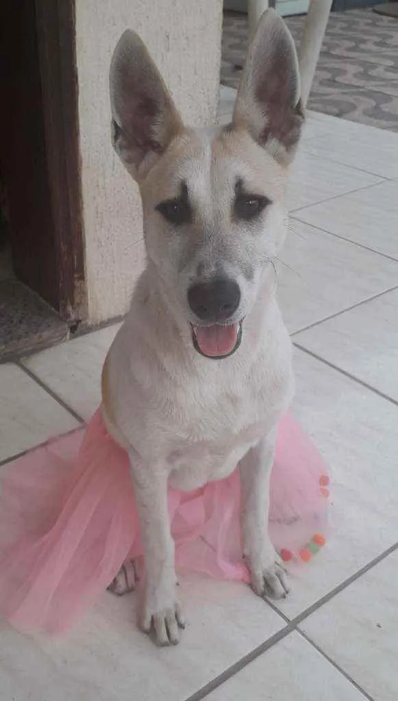 Cachorro ra a mestiça de Pastor alemão idade 1 ano nome Valentina