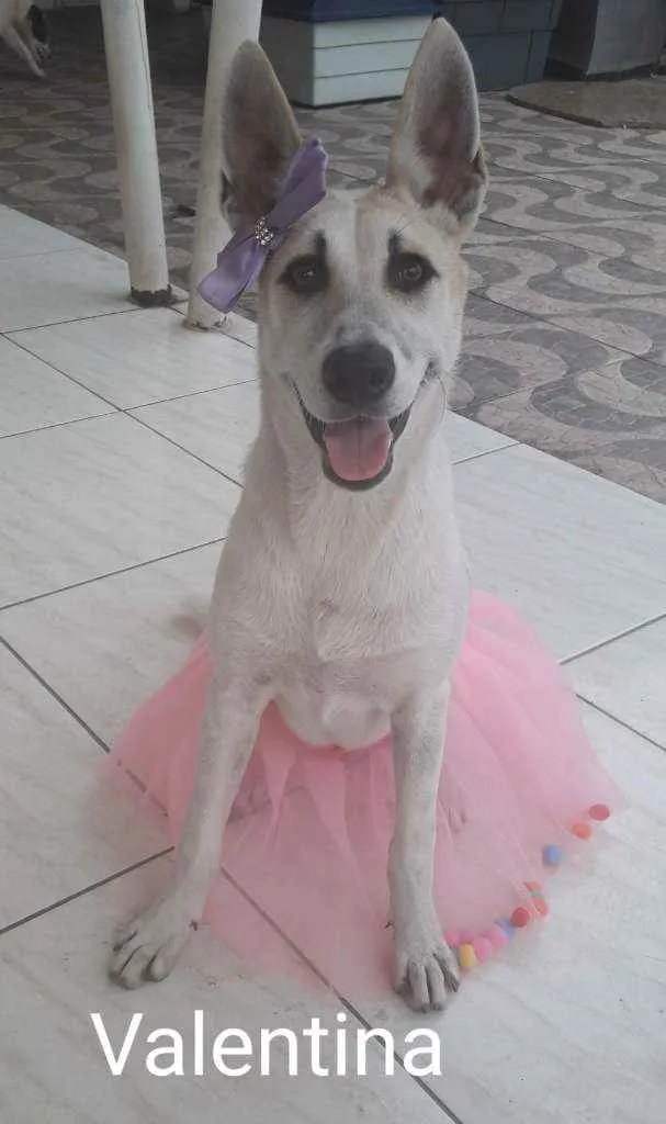 Cachorro ra a mestiça de Pastor alemão idade 1 ano nome Valentina