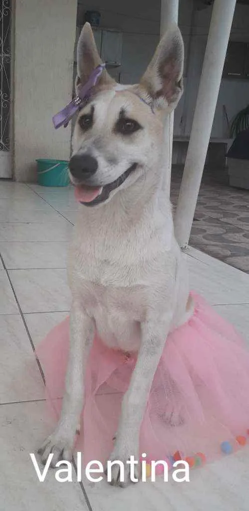 Cachorro ra a mestiça de Pastor alemão idade 1 ano nome Valentina