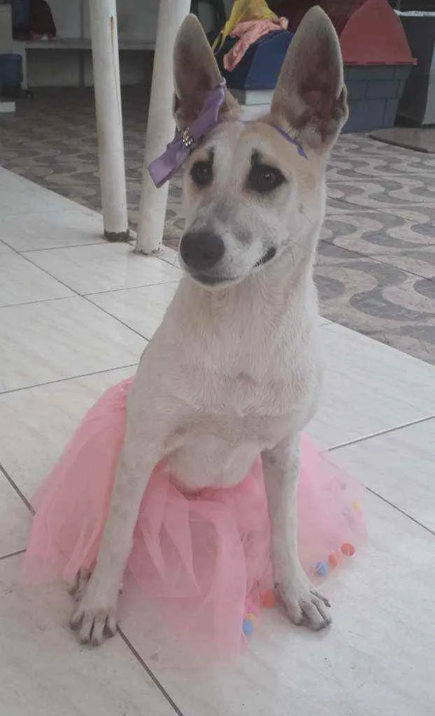 Cachorro ra a mestiça de Pastor alemão idade 1 ano nome Valentina