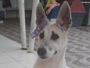 Cachorro raça mestiça de Pastor alemão idade 1 ano nome Valentina
