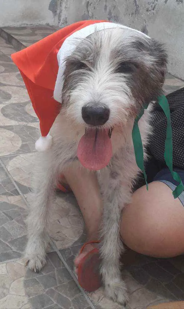 Cachorro ra a SRD idade 2 anos nome Nala