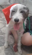 Nala