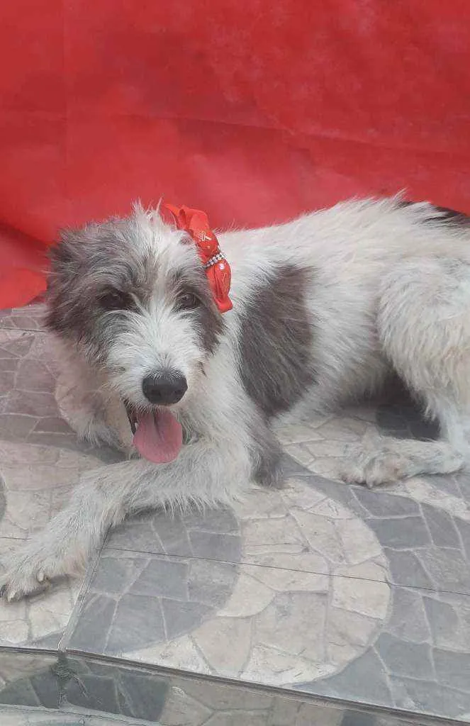 Cachorro ra a SRD idade 2 anos nome Nala