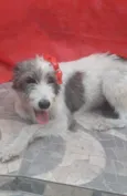 Nala