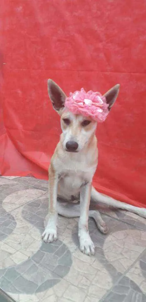 Cachorro ra a mestiça de akita idade 1 ano nome Kia