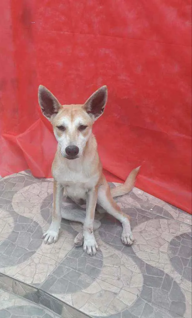 Cachorro ra a mestiça de akita idade 1 ano nome Kia
