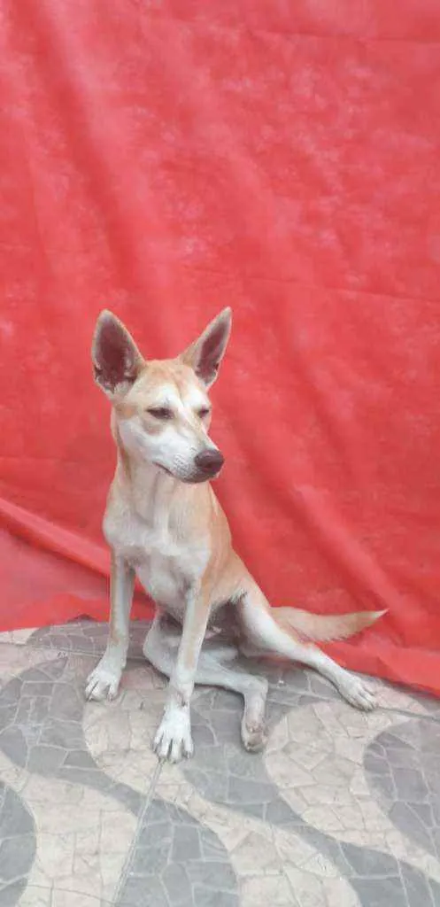 Cachorro ra a mestiça de akita idade 1 ano nome Kia