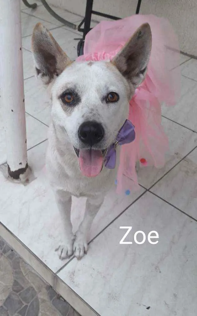 Cachorro ra a mestiça de akita idade 2 anos nome Zoe