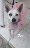 Zoe