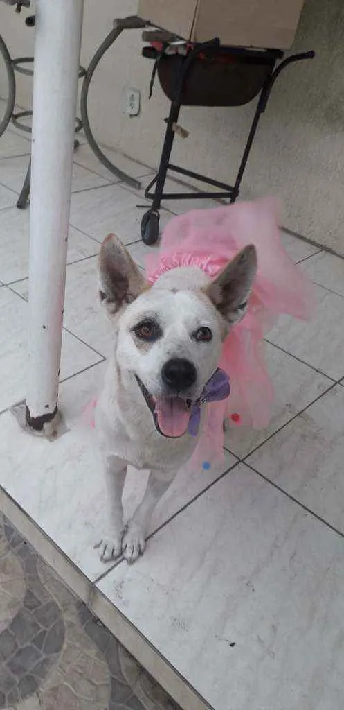 Cachorro ra a mestiça de akita idade 2 anos nome Zoe