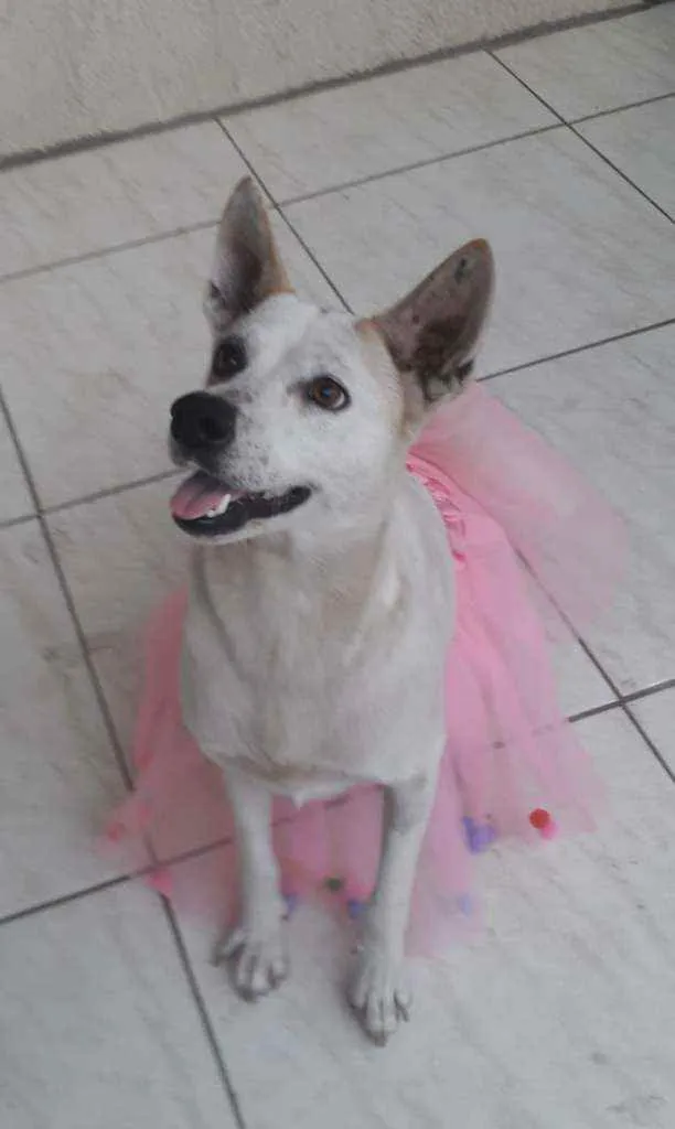 Cachorro ra a mestiça de akita idade 2 anos nome Zoe
