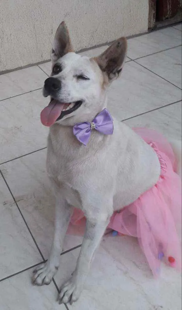 Cachorro ra a mestiça de akita idade 2 anos nome Zoe