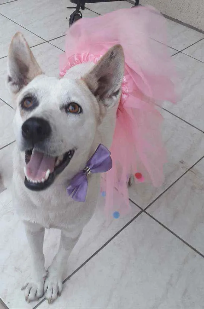 Cachorro ra a mestiça de akita idade 2 anos nome Zoe