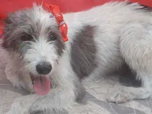 Cachorro raça SRD idade 2 anos nome Nala