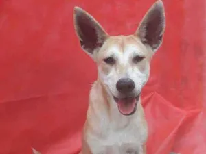 Cachorro raça mestiça de akita idade 1 ano nome Kia