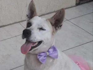 Cachorro raça mestiça de akita idade 2 anos nome Zoe