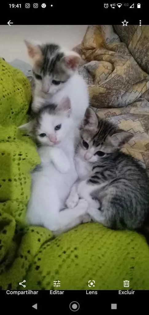 Gato ra a Indefinida idade Abaixo de 2 meses nome Borrachinhas parte 2