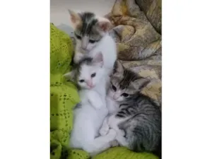 Gato raça Indefinida idade Abaixo de 2 meses nome Borrachinhas parte 2