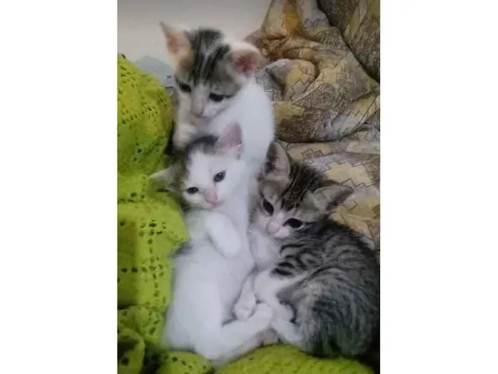 Gato ra a Indefinida idade Abaixo de 2 meses nome Borrachinhas parte 2