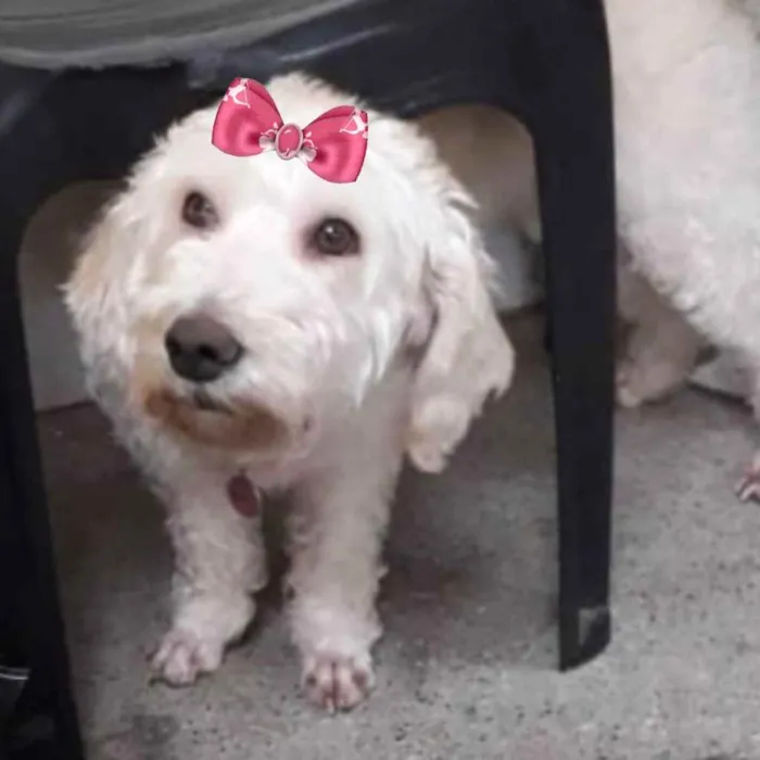 Cachorro ra a Mestiça  idade 2 a 6 meses nome Jolie 