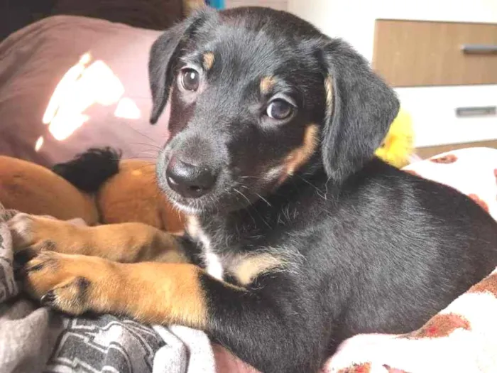 Cachorro raça SRD  idade Abaixo de 2 meses nome Sem Nome