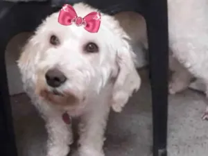 Cachorro raça Mestiça  idade 2 a 6 meses nome Jolie 